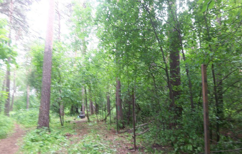 стройка лес3.jpg